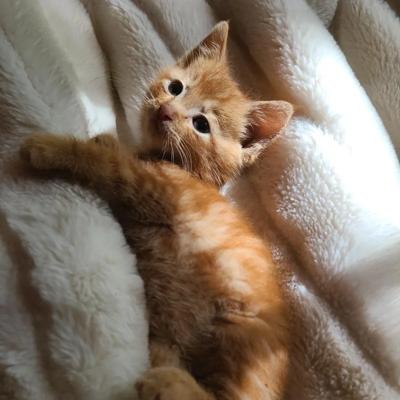 A baby small-sized male Orange / Red Domestic Short Hair cat named George for adoption in Waukesha, WI
