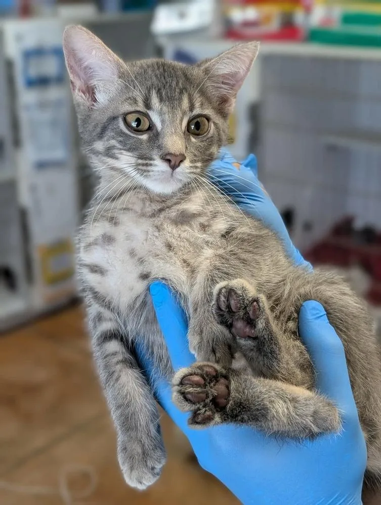 A baby medium-sized male Domestic Short Hair cat named Gerbert for adoption in Bolivar, MO