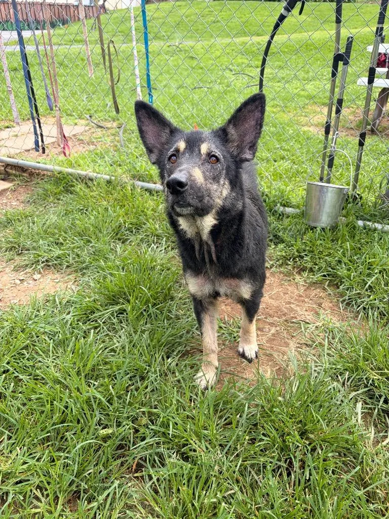An adult large-sized female German Shepherd Dog dog named Rotisserie for adoption in Blountville, TN