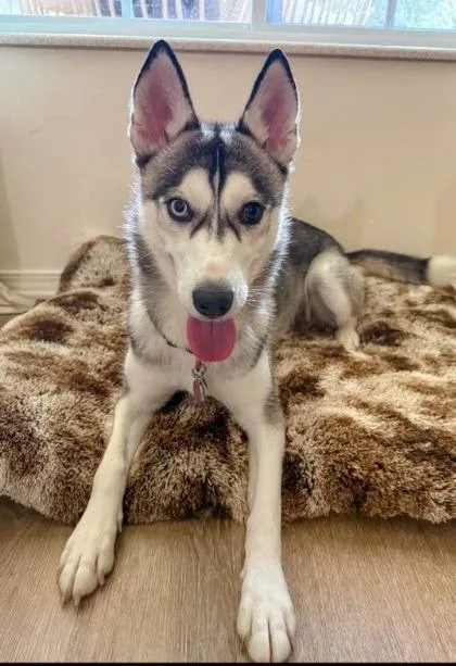 A young medium-sized female Husky dog named Abbie for adoption in Bloomington, IN