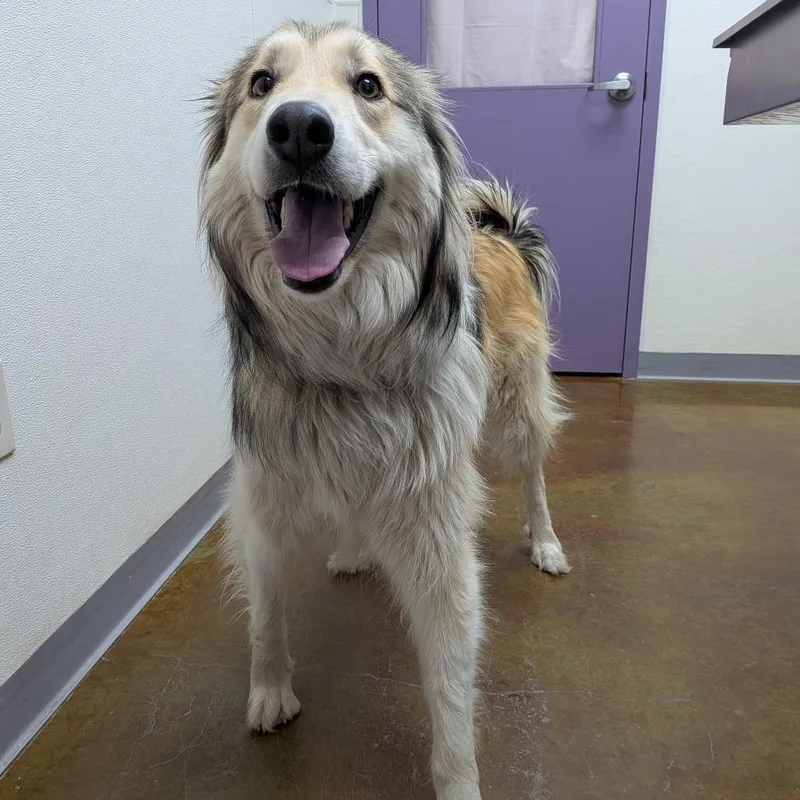An adult medium-sized male Yellow / Tan / Blond / Fawn Great Pyrenees dog named Flamenco for adoption in Albuquerque, NM