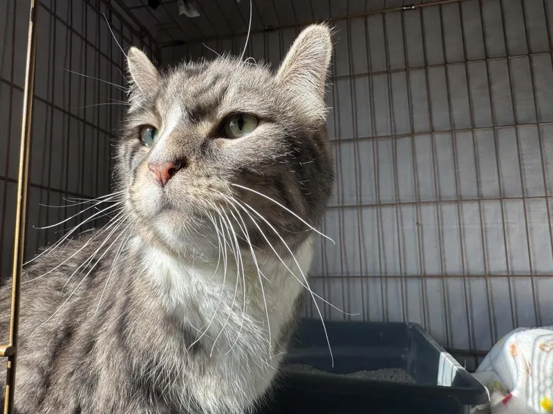 A senior large-sized male Domestic Short Hair cat named Boo for adoption in Ogden, UT