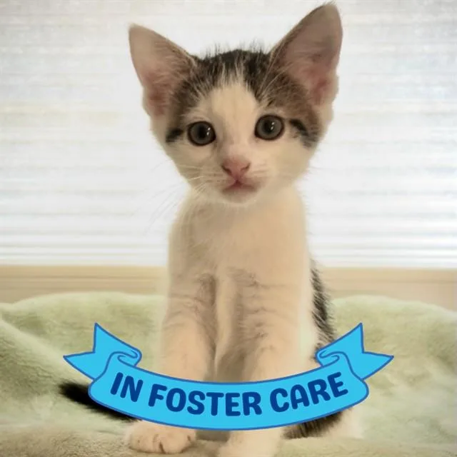 A baby small-sized female Domestic Short Hair cat named Rosie for adoption in Tallahassee, FL
