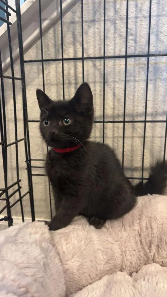 A baby small-sized female Black Domestic Medium Hair cat named Taylin for adoption in Aurora, CO