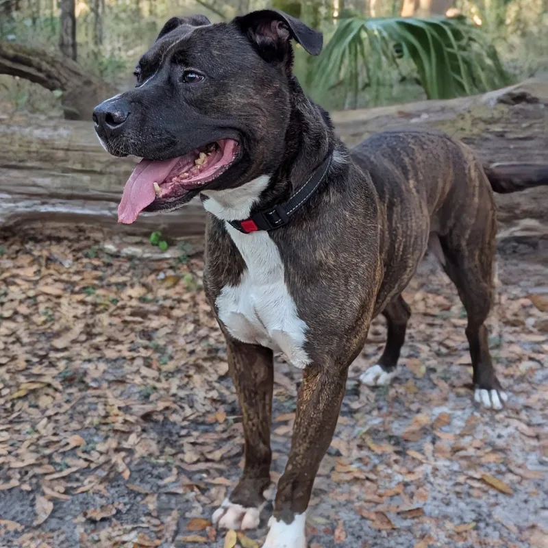 An adult medium-sized male Brindle American Bulldog dog named Atie for adoption in Lakeland, FL