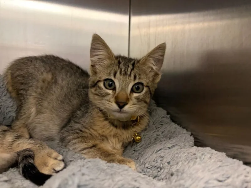 A baby small-sized female Domestic Short Hair cat named Ivy for adoption in Santa Cruz, CA