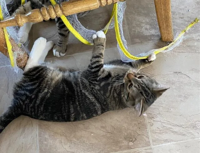 Dora The Explorer thumbnail 2