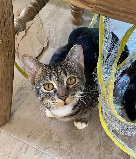 Dora The Explorer thumbnail 3