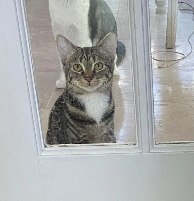 Dora The Explorer thumbnail 4