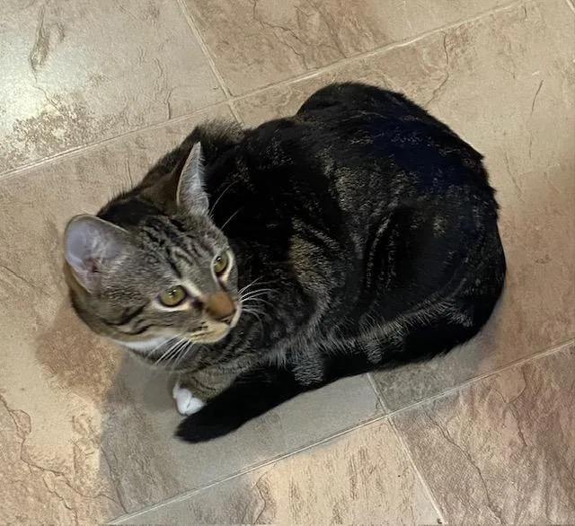 Dora The Explorer thumbnail 5