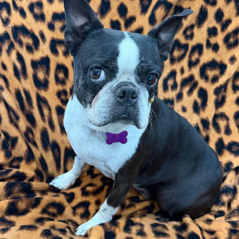 A senior medium-sized female Black Boston Terrier dog named Mindy for adoption in Phoenix, AZ