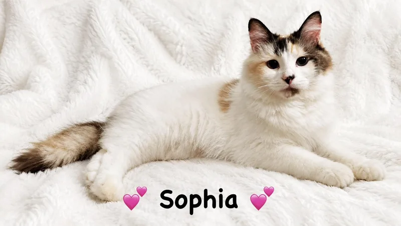 A young medium-sized female Calico Domestic Long Hair cat named Sophia for adoption in Copley, OH