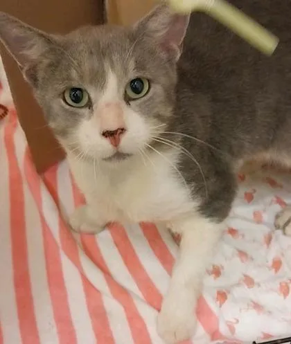 An adult large-sized male Domestic Short Hair cat named Wawa for adoption in Vero Beach, FL