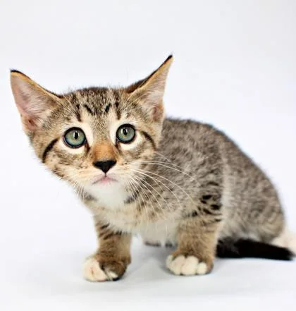 A baby small-sized male Domestic Short Hair cat named Tootie for adoption in Morton Grove, IL