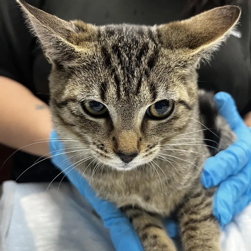 A baby small-sized female Brown / Chocolate Domestic Short Hair cat named MurRay for adoption in Summerville, SC