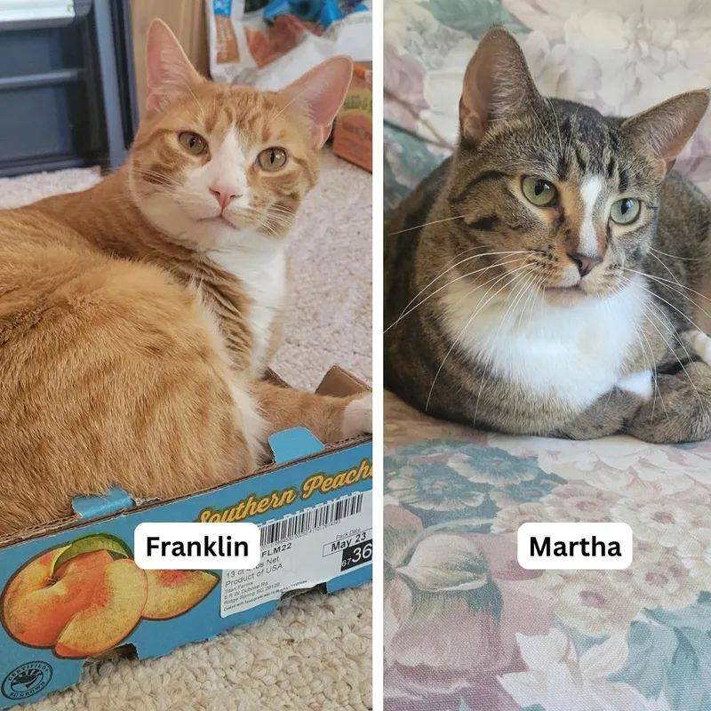 An adult large-sized female Domestic Short Hair cat named Martha  Franklin for adoption in Minneapolis, MN