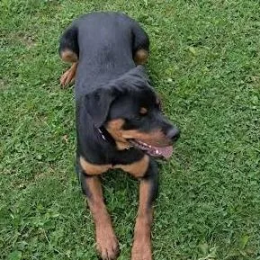 A young large-sized female Black Rottweiler dog named Maci for adoption in Brooksville, KY
