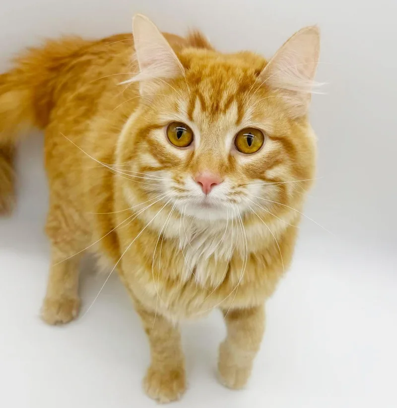 A baby medium-sized male Orange / Red Maine Coon cat named Sol is the sun for adoption in Bedford Hills, NY