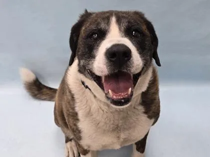 An adult large-sized female Labrador Retriever dog named Willow for adoption in Coon Rapids, MN