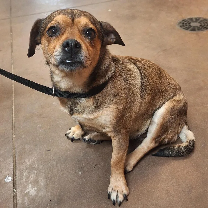 An adult small-sized female Brown / Chocolate Chihuahua dog named Pearl W Francis for adoption in Flagstaff, AZ