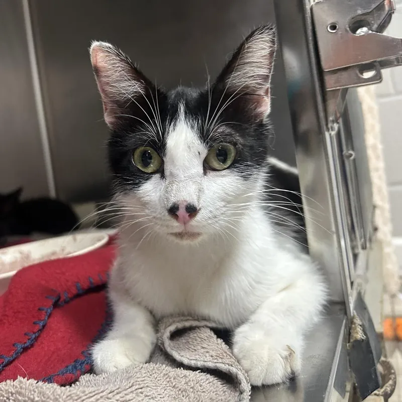 An adult medium-sized female White Domestic Short Hair cat named Matilda for adoption in Pensacola, FL