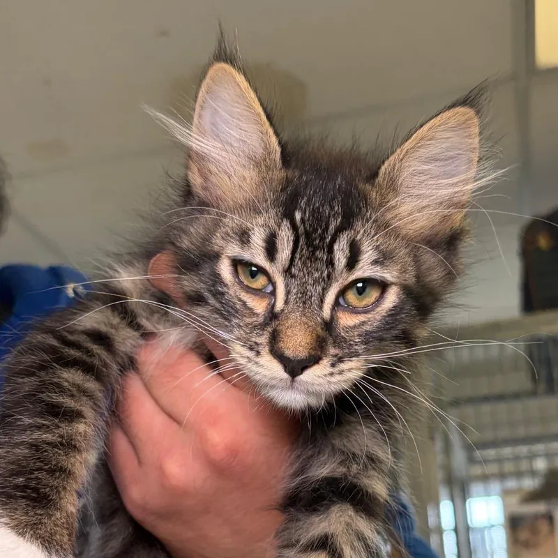 A baby small-sized male White Domestic Medium Hair cat named Crab for adoption in Santa Barbara, CA