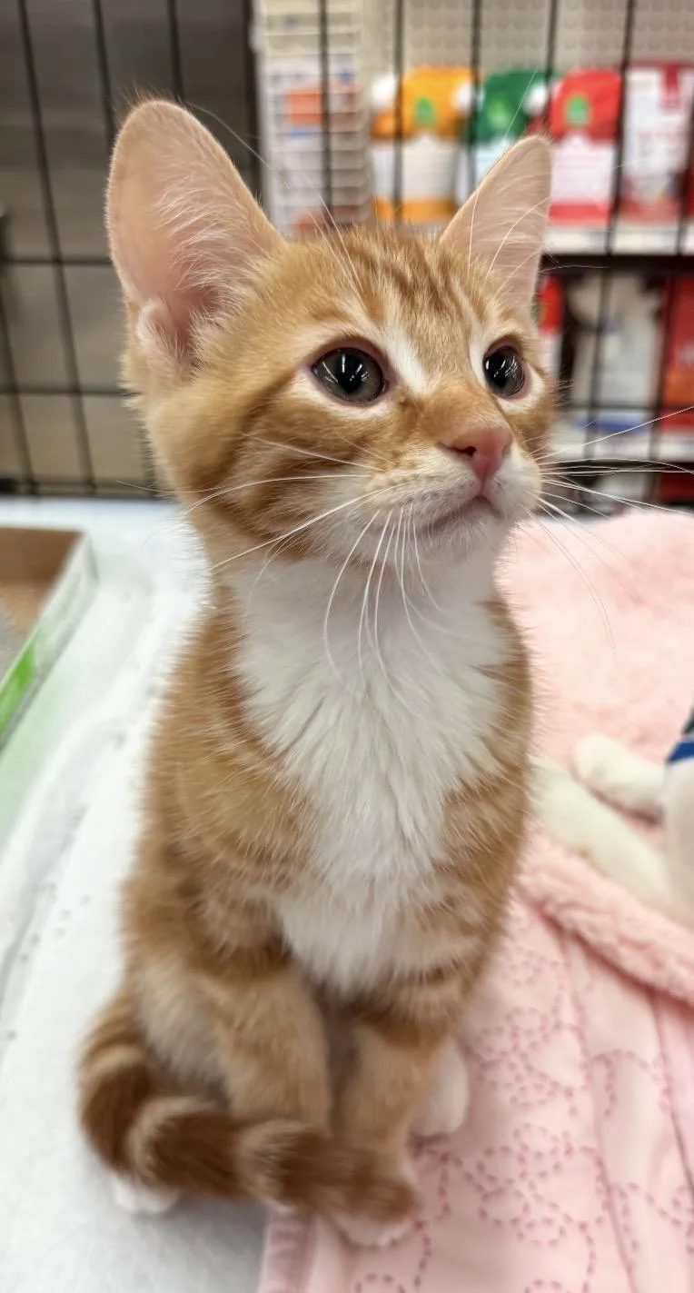 A baby medium-sized male Orange & White Tabby cat named Rodriguez for adoption in Oakley, CA