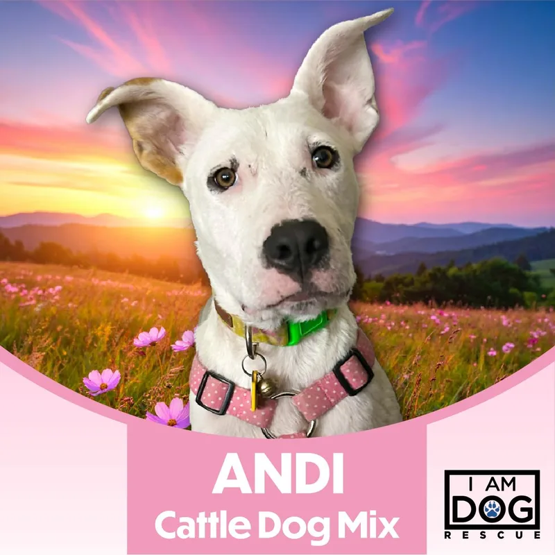 Andi thumbnail 5