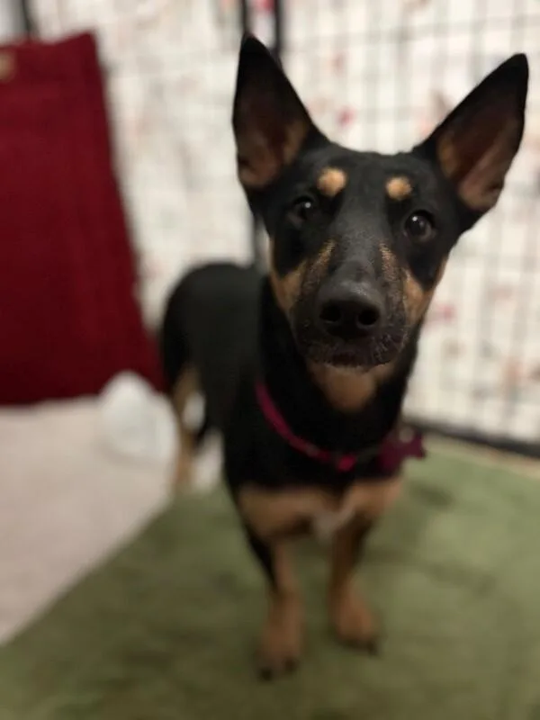 Mocha