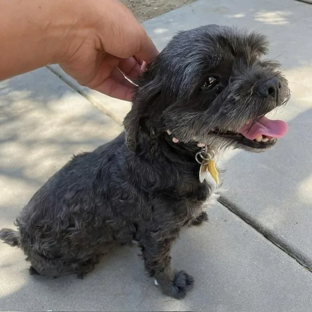 An adult small-sized female Black Shih poo dog named Khloe for adoption in Agua Dulce, CA