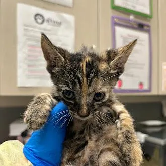 A baby small-sized female Domestic Short Hair cat named Rosa for adoption in Las Vegas, NV