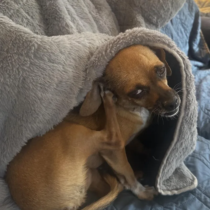 Josephine thumbnail 3