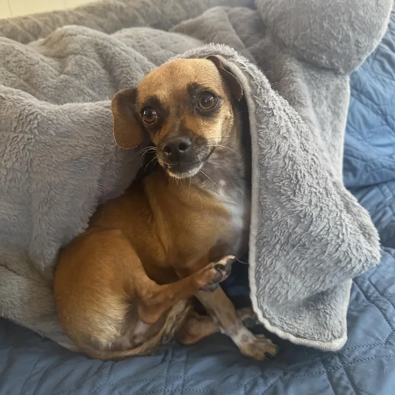 Josephine thumbnail 6