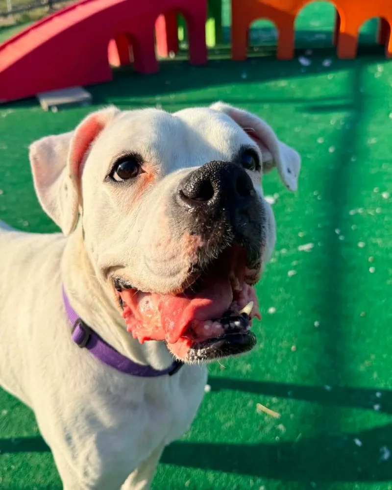 An adult large-sized female Boxer dog named Barb for adoption in Warren, MI