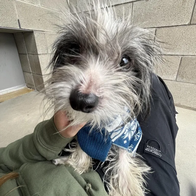 An adult small-sized female Mixed Breed dog named Phoebe for adoption in Bristol, IN