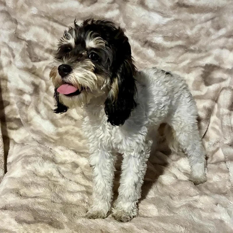 A baby small-sized female Tricolor (Brown, Black, & White) Cockapoo dog named Sage for adoption in Pelham, NH