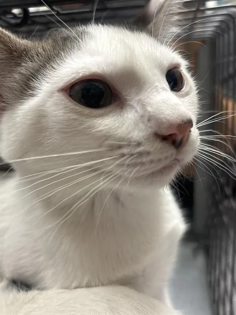 A baby small-sized female Domestic Short Hair cat named Magnolia for adoption in Las Vegas, NV