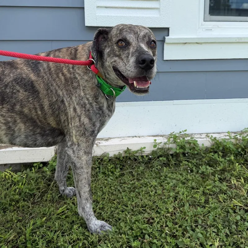 An adult large-sized male Brindle Catahoula Leopard Dog dog named Bones for adoption in Tampa, FL