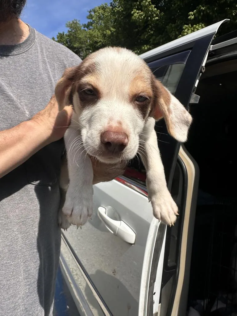A baby large-sized male Border Collie dog named Henery for adoption in Lawrenceburg, TN