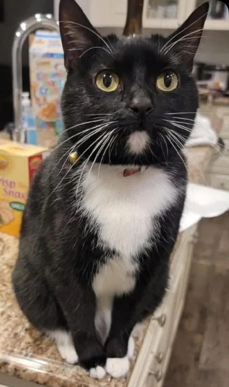 An adult medium-sized female Black & White / Tuxedo Domestic Short Hair cat named Ella Mae for adoption in Woodmere, NY