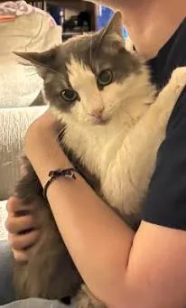 An adult large-sized female Gray & White Domestic Medium Hair cat named Cloudy for adoption in Cincinnati, OH