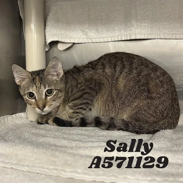 Sally