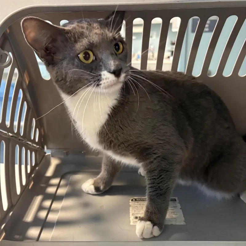 An adult medium-sized female Gray / Blue / Silver Domestic Short Hair cat named Bachelor for adoption in Greensboro, NC