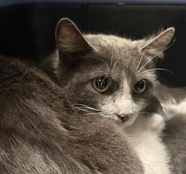 A young medium-sized female Domestic Short Hair cat named Sienna for adoption in Escondido, CA