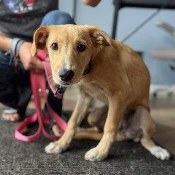 A baby medium-sized female Golden Retriever dog named Delilah for adoption in Lake Hopatcong, NJ