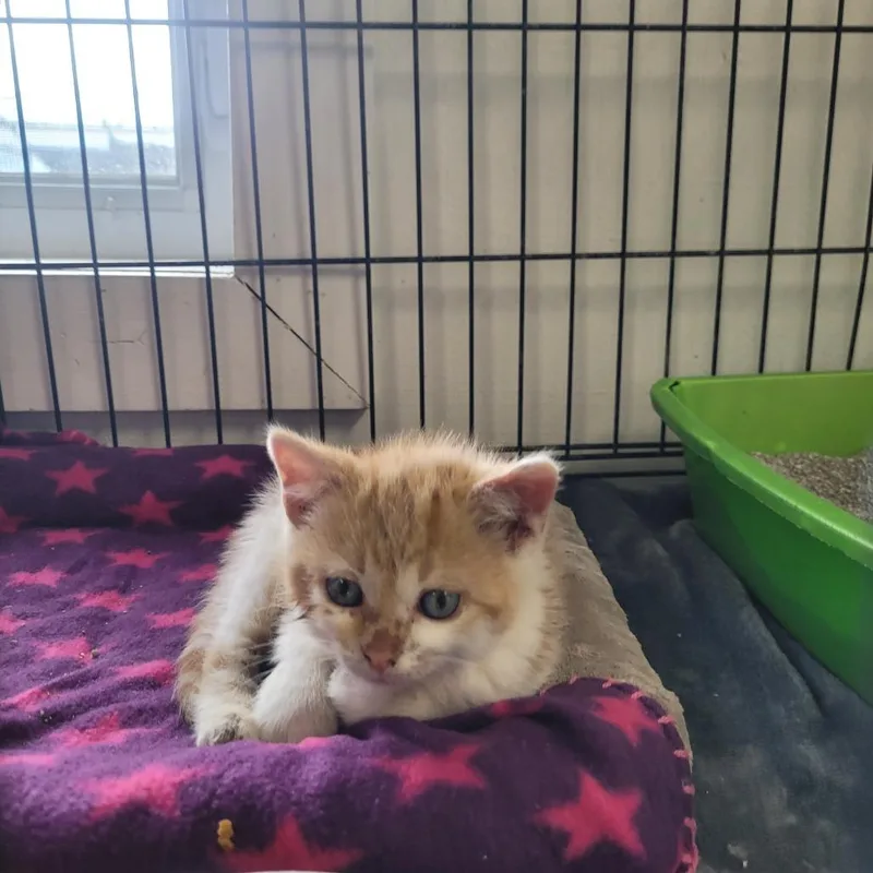 A baby small-sized male Orange / Red Domestic Short Hair cat named Kendall for adoption in Clarksdale, MS