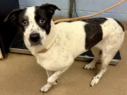An adult large-sized female Mixed Breed dog named Alana for adoption in Chamblee, GA