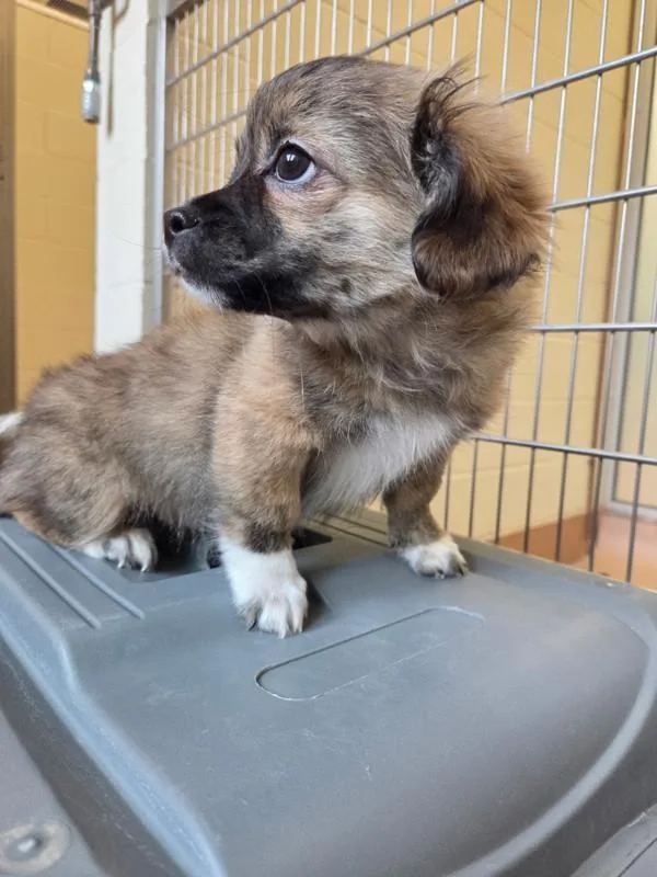 Lulu