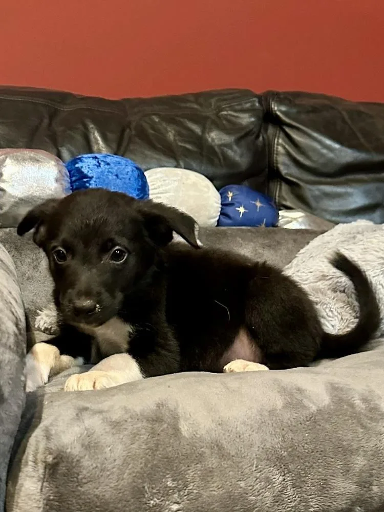 A baby medium-sized male Tricolor (Brown, Black, & White) Border Collie dog named Zion for adoption in Milton, GA