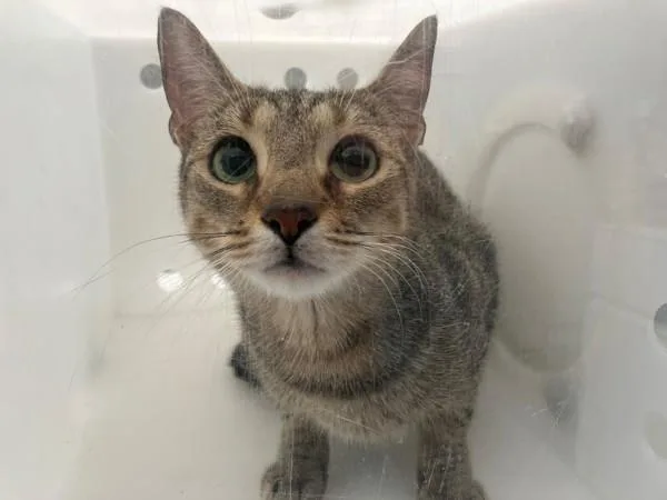A young medium-sized female Domestic Short Hair cat named Pawmpkin for adoption in Staten Island, NY